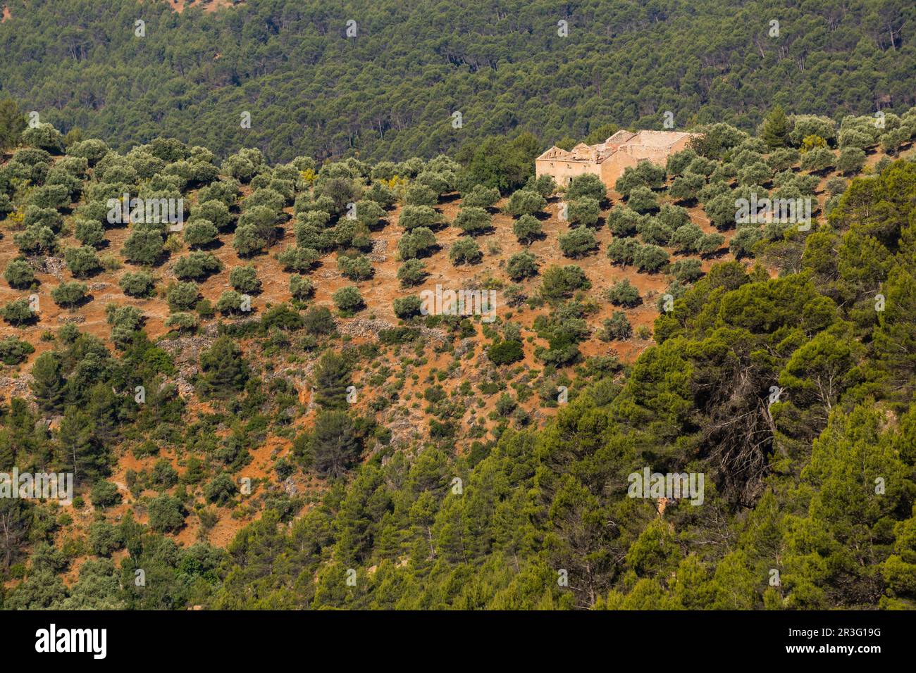 Olivar, Hornos, Parque natural sierras de Cazorla, Segura y Las Villas, Jaen, Andalusia. Foto Stock