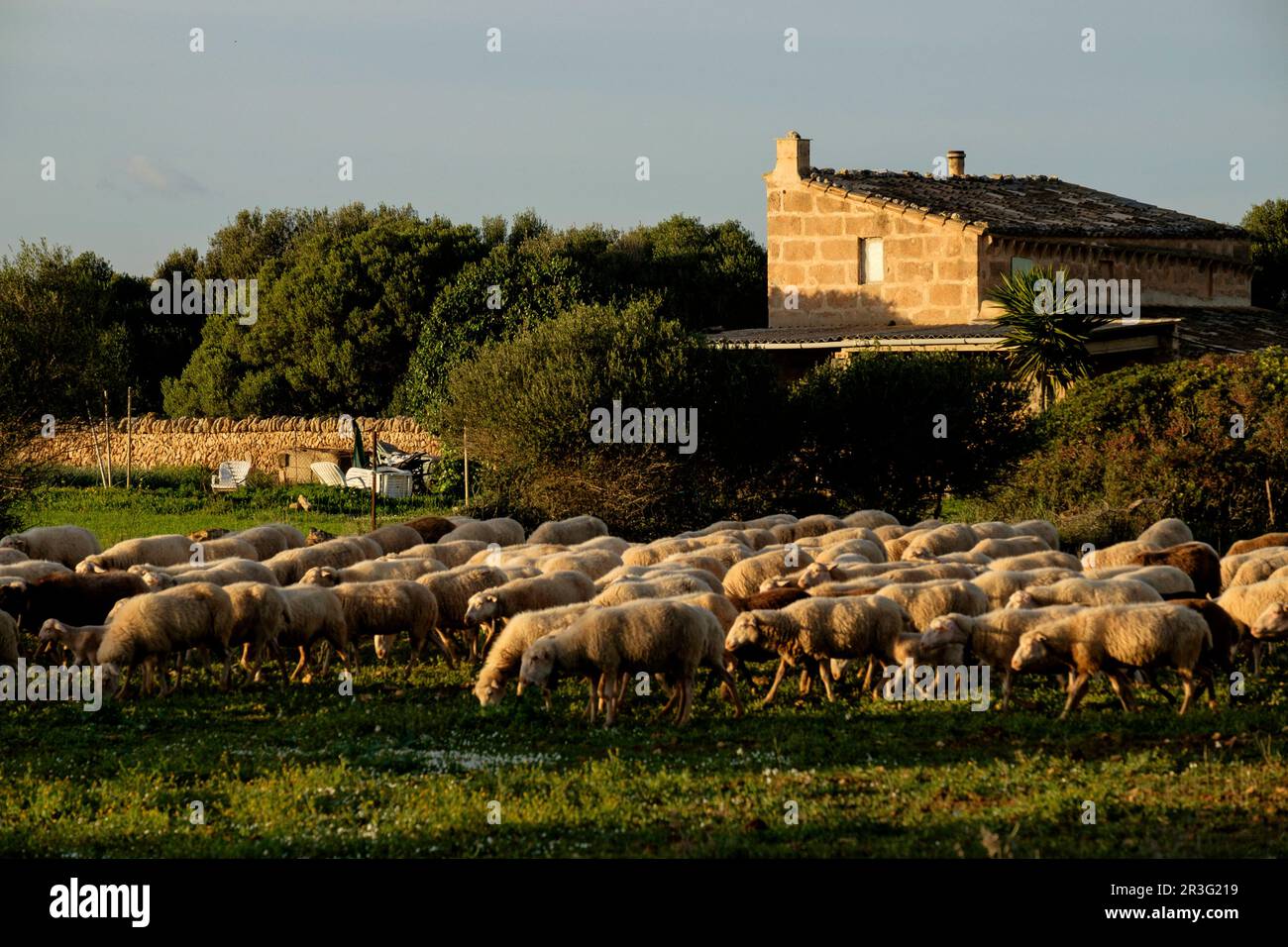 Affettare le pecore, vicino a Bahia Blanca, Llucmajor, Maiorca, isole Baleari, Spagna, Europa. Foto Stock