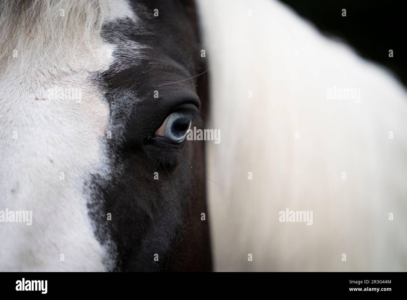 Primo piano di un cavallo di pittura con gli occhi blu Foto Stock