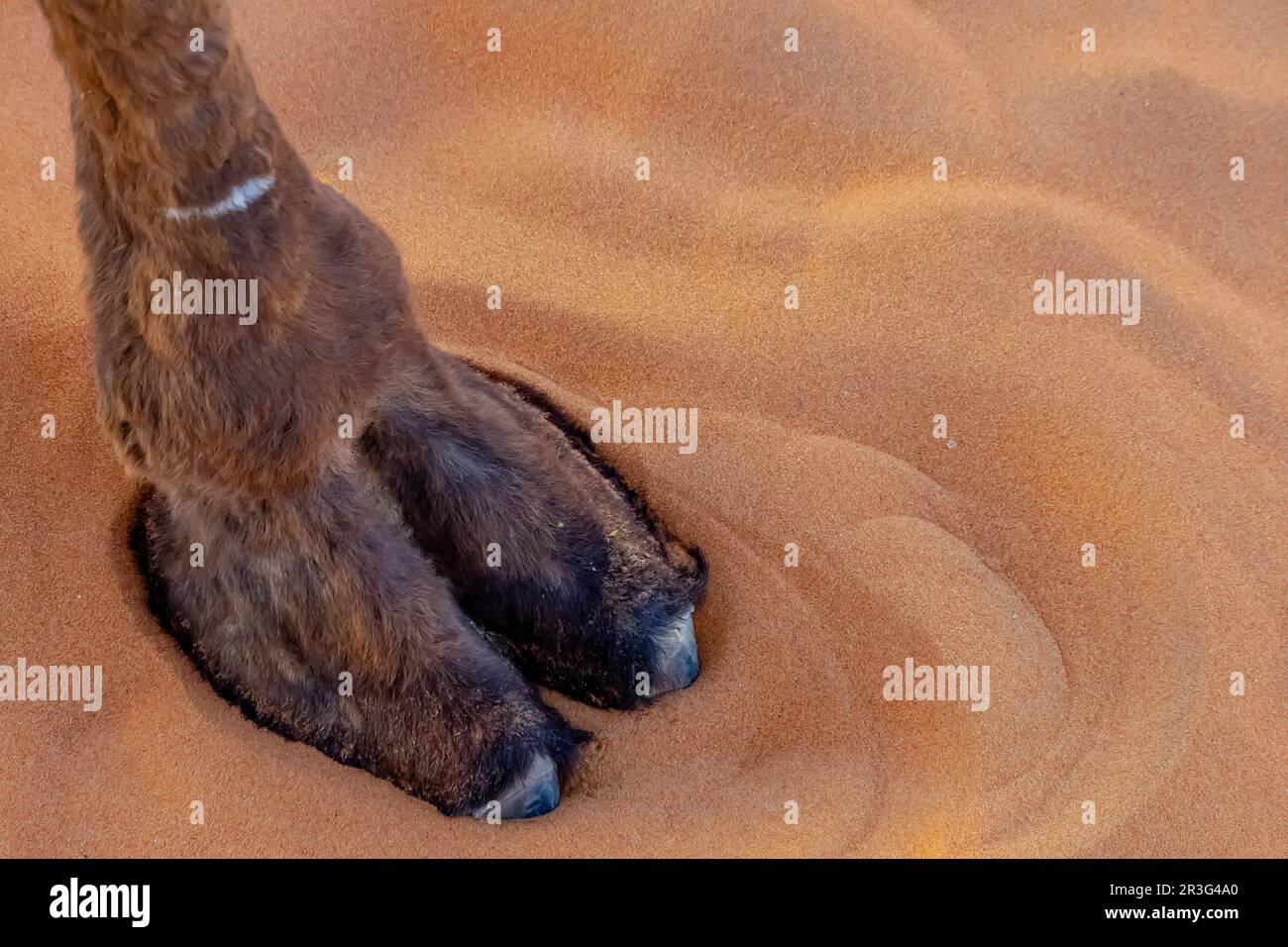 Primo piano di Un cammello di Dromedary preparazione per Un viaggio Trogh la sabbia nel deserto del Sahara in Marocco, Africa Foto Stock