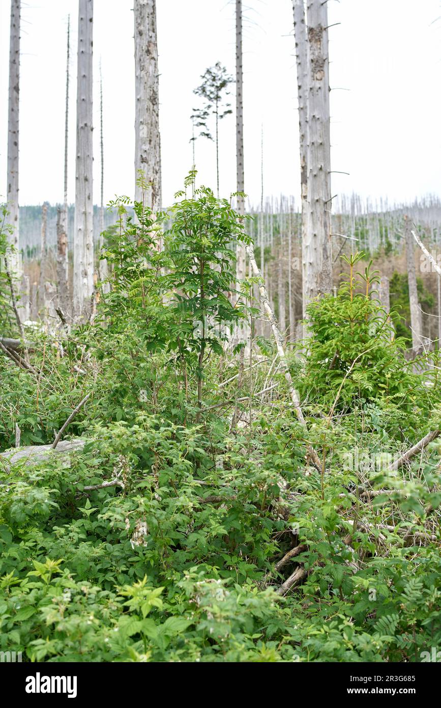 Tra gli spruces morti al Brocken nel parco nazionale Harz si sviluppa una nuova foresta naturale Foto Stock