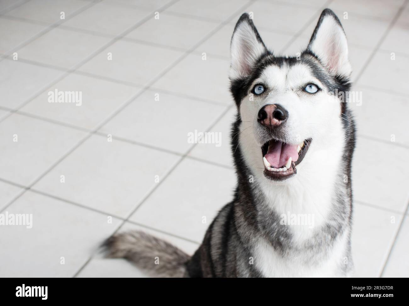 Ritratto di un bellissimo Husky siberiano con gli occhi blu su sfondo bianco Foto Stock