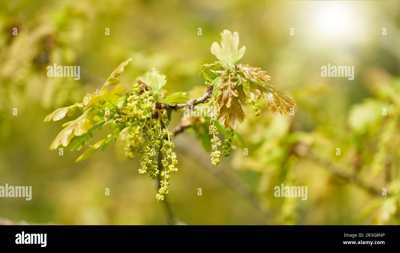 Foglie giovani e infiorescenza di una quercia peduncola, Quercus robur in un parco retroilluminato al sole Foto Stock