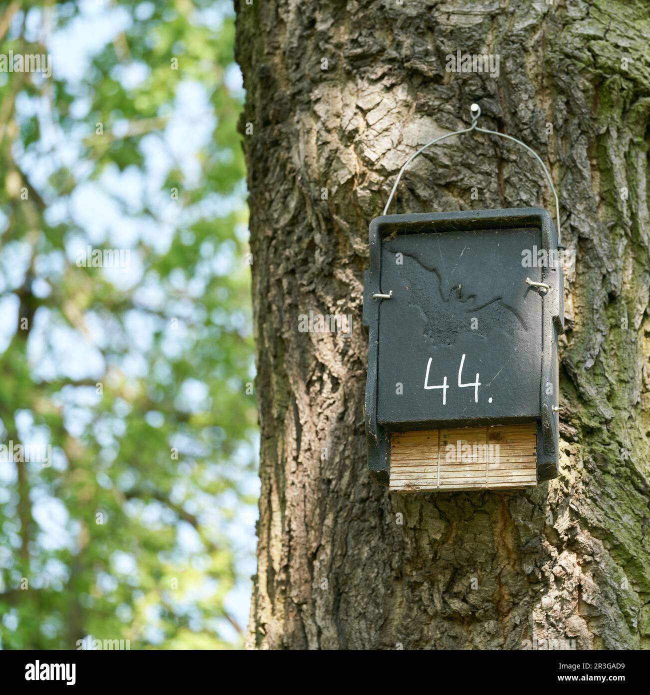 Bat crevice box come rifugio e nidificazione opportunità per pipistrelli in un parco vicino a Magdeburg in Germania Foto Stock