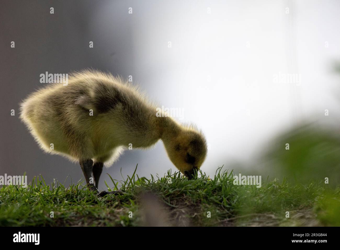 Ottawa, Canada. 23 maggio 2023. Canad Goose godies sul fiume Rideau. Copyright 2023 Sean Burges / Mundo Sport immagini Foto Stock