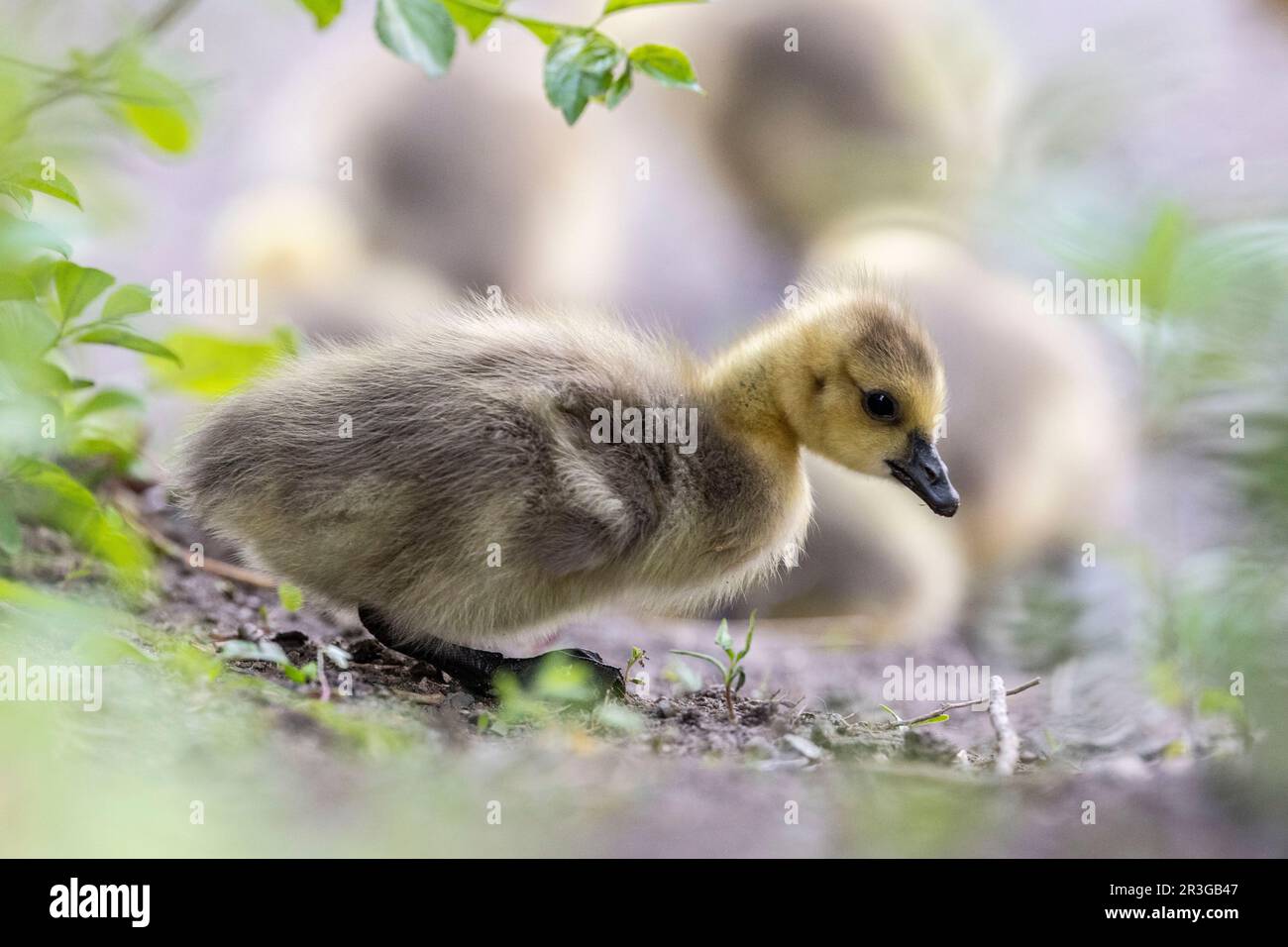 Ottawa, Canada. 23 maggio 2023. Canad Goose godies sul fiume Rideau. Copyright 2023 Sean Burges / Mundo Sport immagini Foto Stock