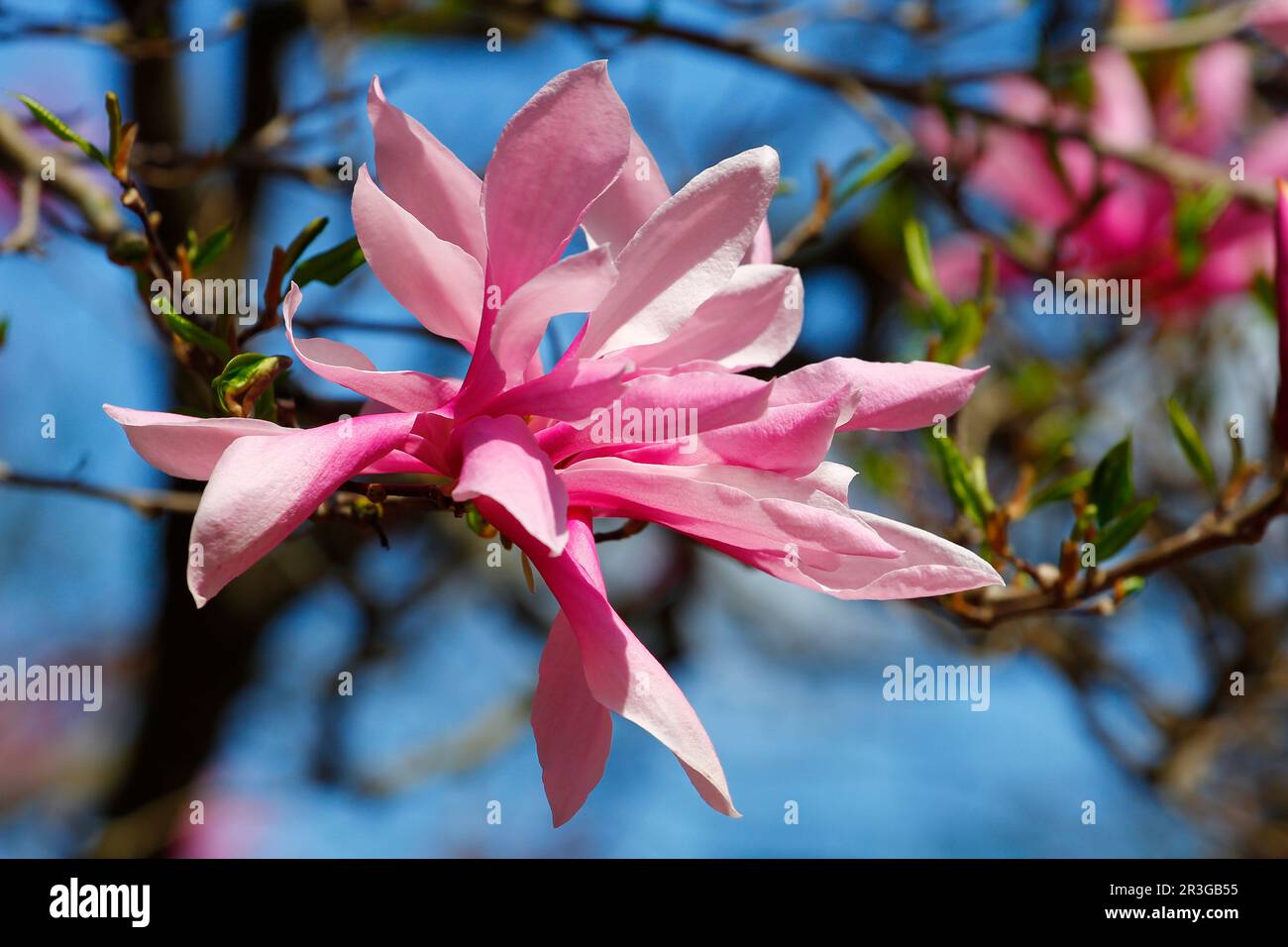 Magnoilia albero fiori fiorire in primavera Foto Stock