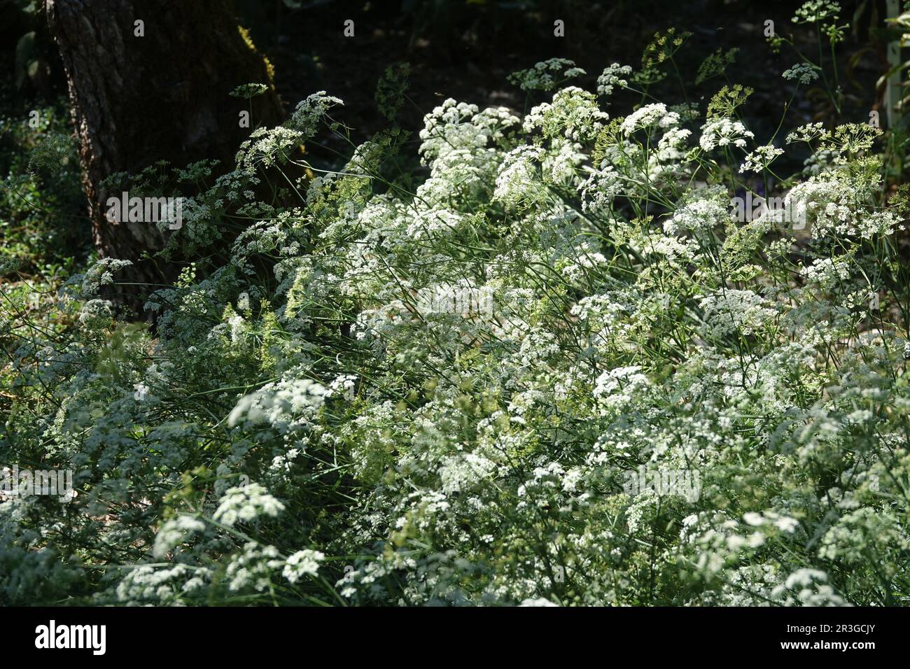 Pimpinella saxifraga, burnet saxifrage Foto Stock