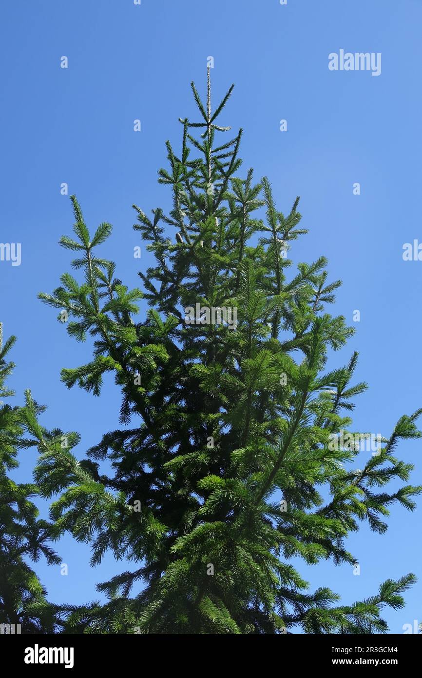 Aby sibirica, abete siberiano Foto Stock