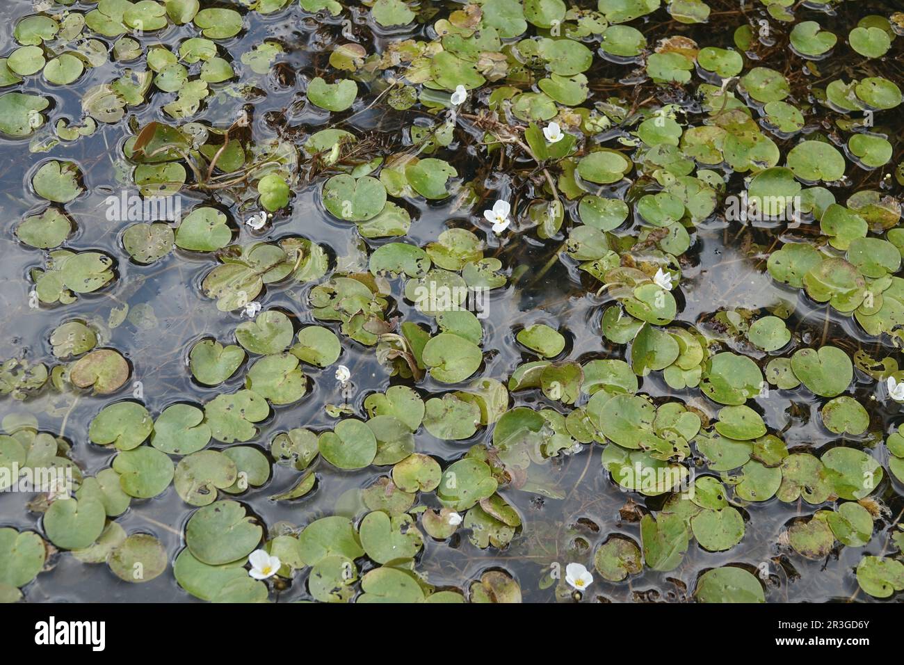 Hydrocaris morsus-ranae, rana Foto Stock