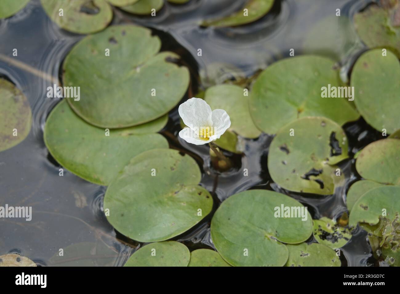 Hydrocaris morsus-ranae, rana Foto Stock