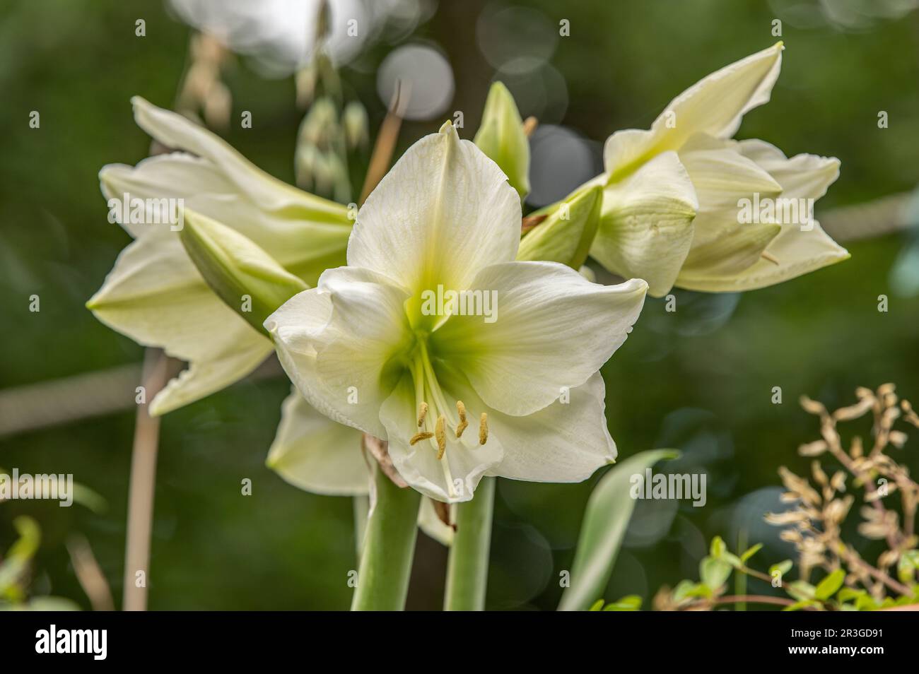 Amaryllis bianco Foto Stock