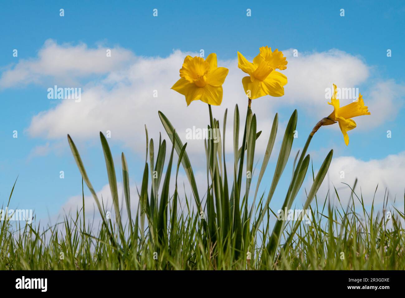 Giunchiglie (Narcissus) Foto Stock