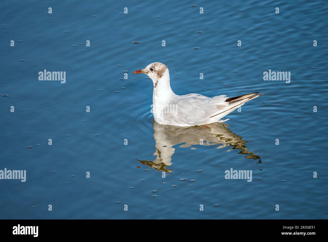 A testa nera gabbiano Foto Stock