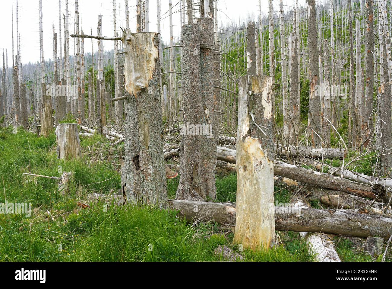 Foresta morta con gli spruces nel Parco Nazionale di Harz vicino a Ilsenburg in Germania Foto Stock