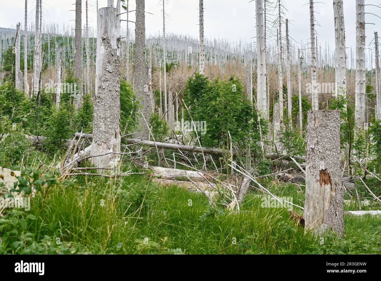 Tra gli spruces morti al Brocken nel parco nazionale Harz in Germania si sviluppa una foresta naturale Foto Stock