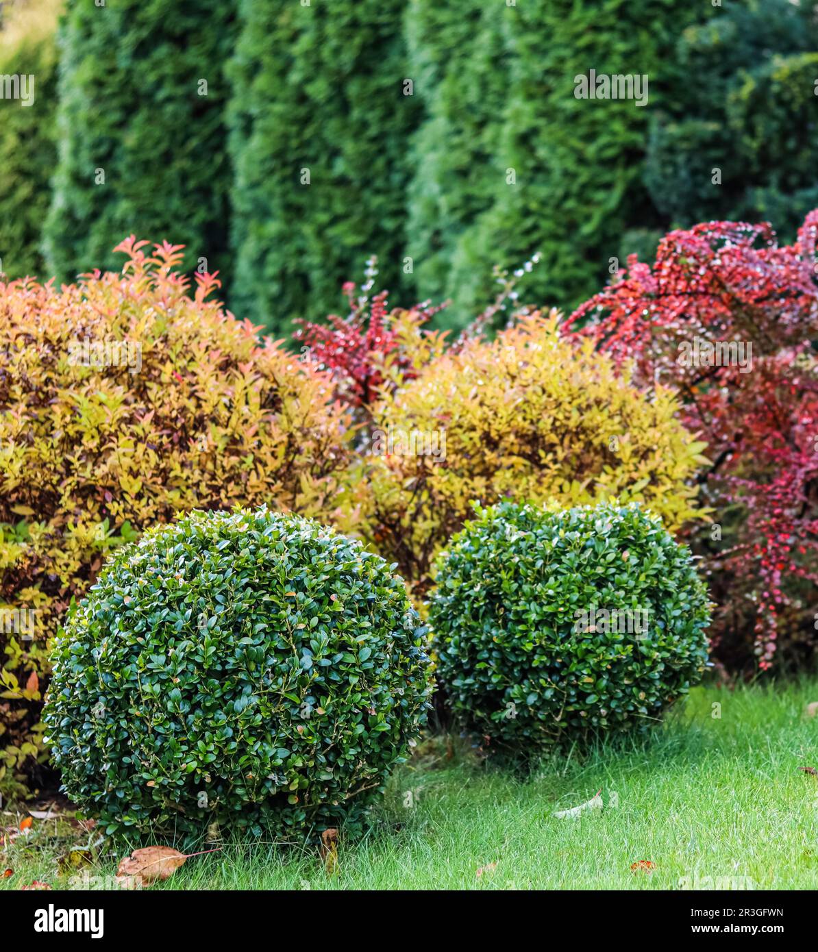 Progettazione di giardini paesaggistici con prato verde, arbusti ornamentali colorati e boschi di bosso a forma d'autunno Foto Stock