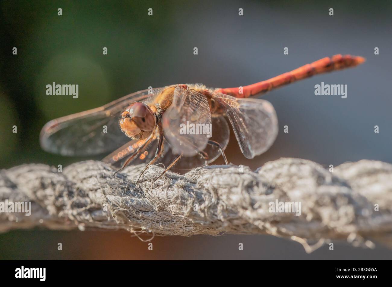 Comune libellula erica Foto Stock