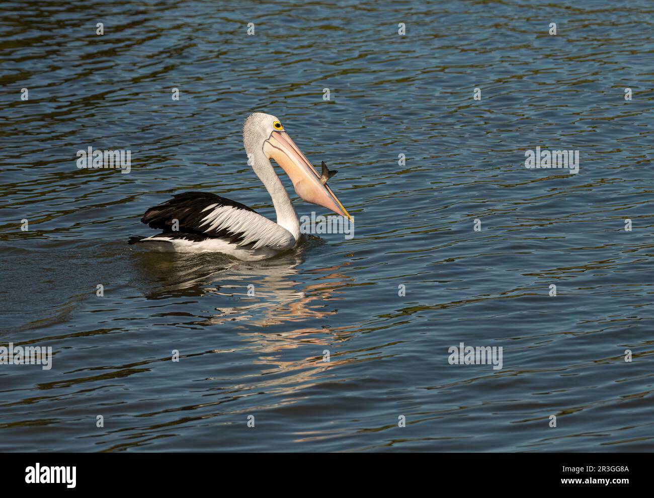 Pellicano australiano (Pelecanus conspicillatus) con un pesce che è stato catturato. Foto Stock