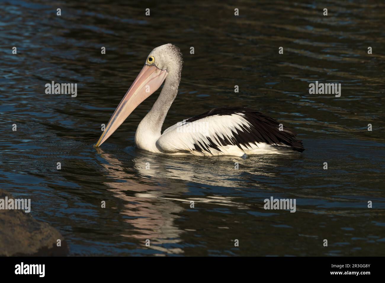 Pellicano australiano (Pelecanus conspicillatus) con fondo di acqua scura. Foto Stock
