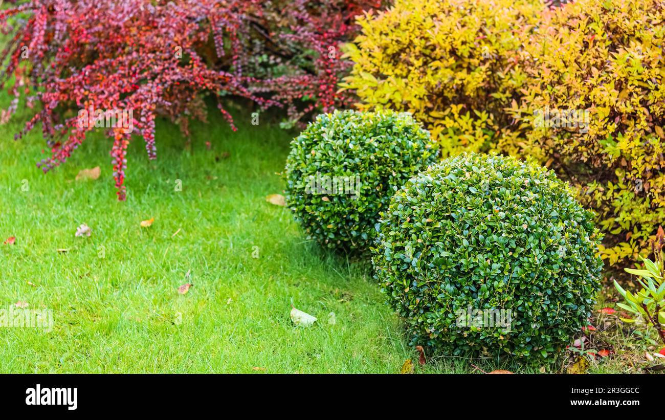 Progettazione di giardini paesaggistici con prato verde, arbusti ornamentali colorati e boschi di bosso a forma d'autunno Foto Stock