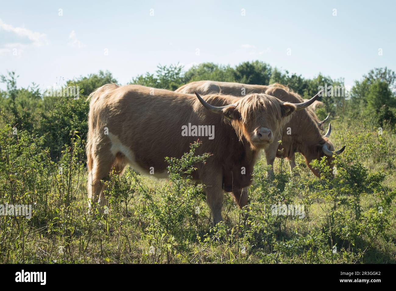 Conservazione della campagna con l'installazione di bestiame di altopiano Foto Stock