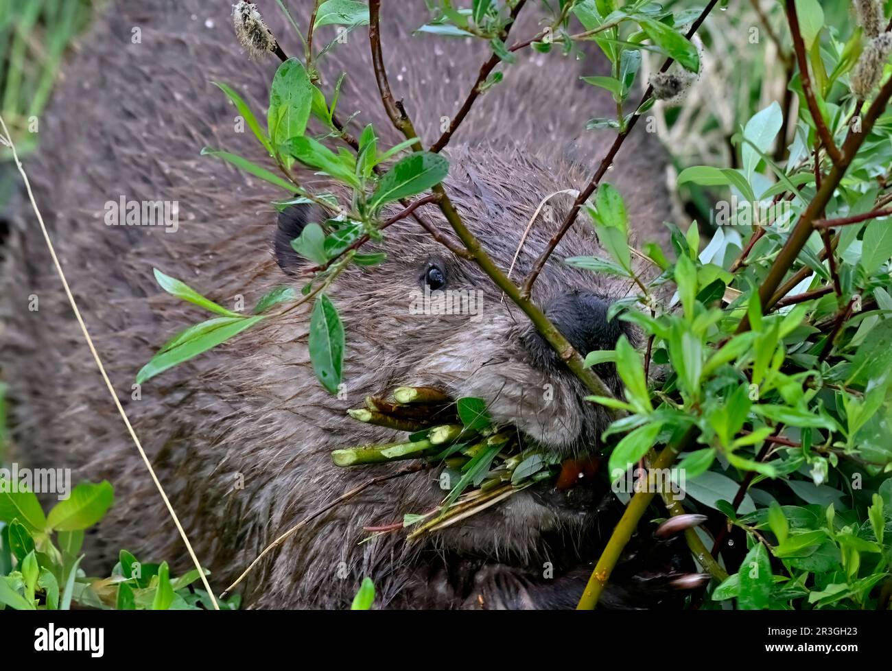 Un'immagine ravvicinata di un castoro selvatico, Castor canadensis, che raccoglie un boccone di salici per pranzo Foto Stock