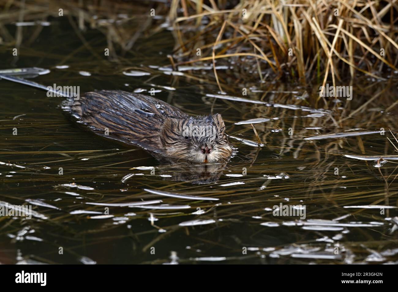 Un muskrat selvatico (Ondatra zibethicus); nuoto nel suo habitat stagno Foto Stock