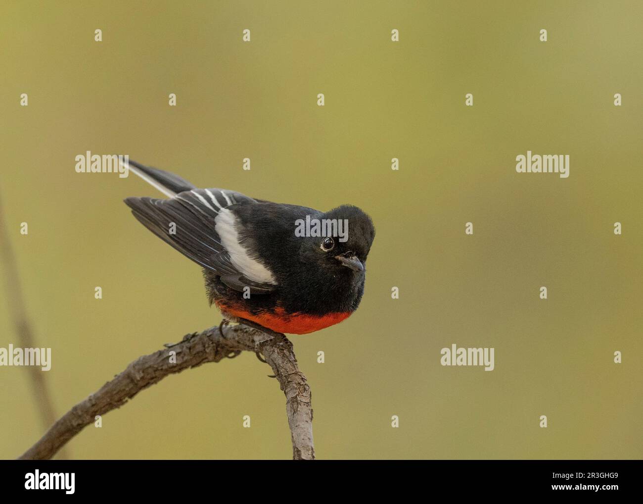 Dipinto Redstart (foto di Myioborus) a Cave Creek Canyon, Cochise County Arizona USA Foto Stock