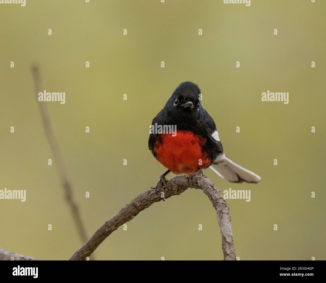 Dipinto Redstart (foto di Myioborus) a Cave Creek Canyon, Cochise County Arizona USA Foto Stock