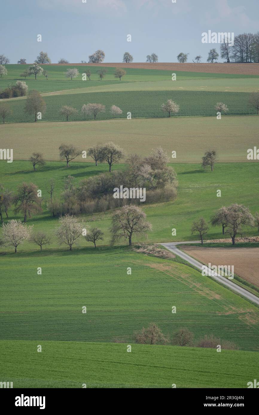Alberi da frutto in fiore nella valle di jagst Foto Stock