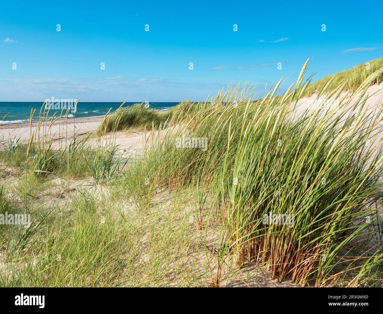 Giornata estiva al mare, dune con erba sulla spiaggia incontaminata del Mar Baltico, penisola di Darss, spiaggia occidentale, penisola di Fischland-Darss-Zingst Foto Stock