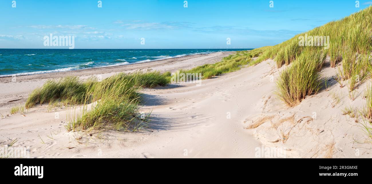 Giornata estiva al mare, dune con erba sulla spiaggia incontaminata del Mar Baltico, penisola di Darss, spiaggia occidentale, penisola di Fischland-Darss-Zingst Foto Stock