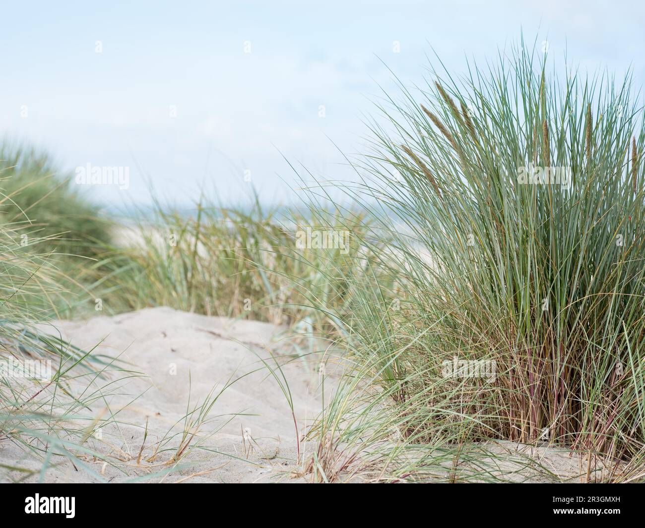 Giornata estiva sul mare, dune con erba sulla spiaggia incontaminata del Mar Baltico, la penisola di Darss, la spiaggia occidentale, la penisola di Fischland-Darss-Zingst Foto Stock