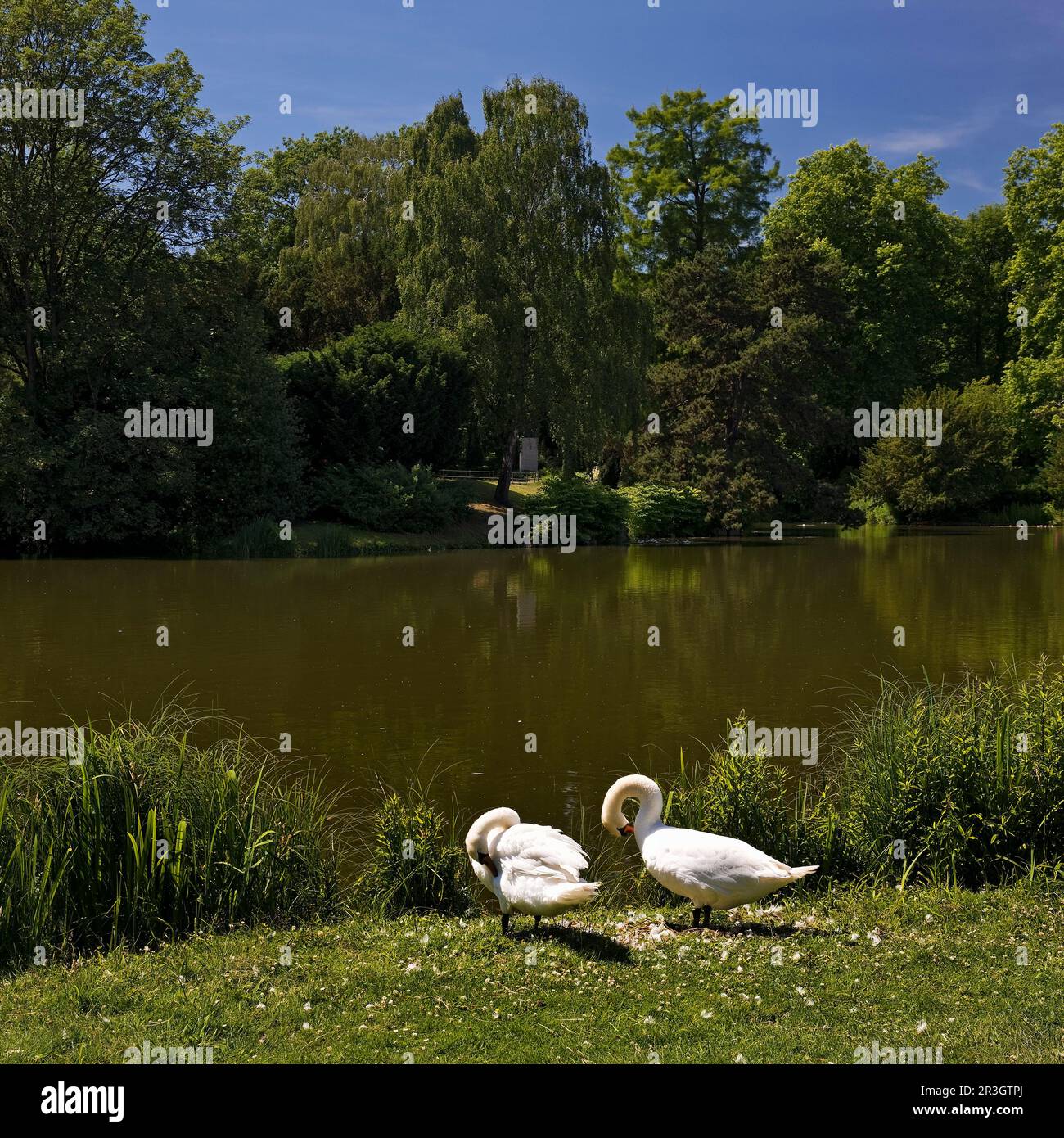 Cigni di fronte al Maschteich, capitale dello stato Hannover, bassa Sassonia, Germania, Europa Foto Stock