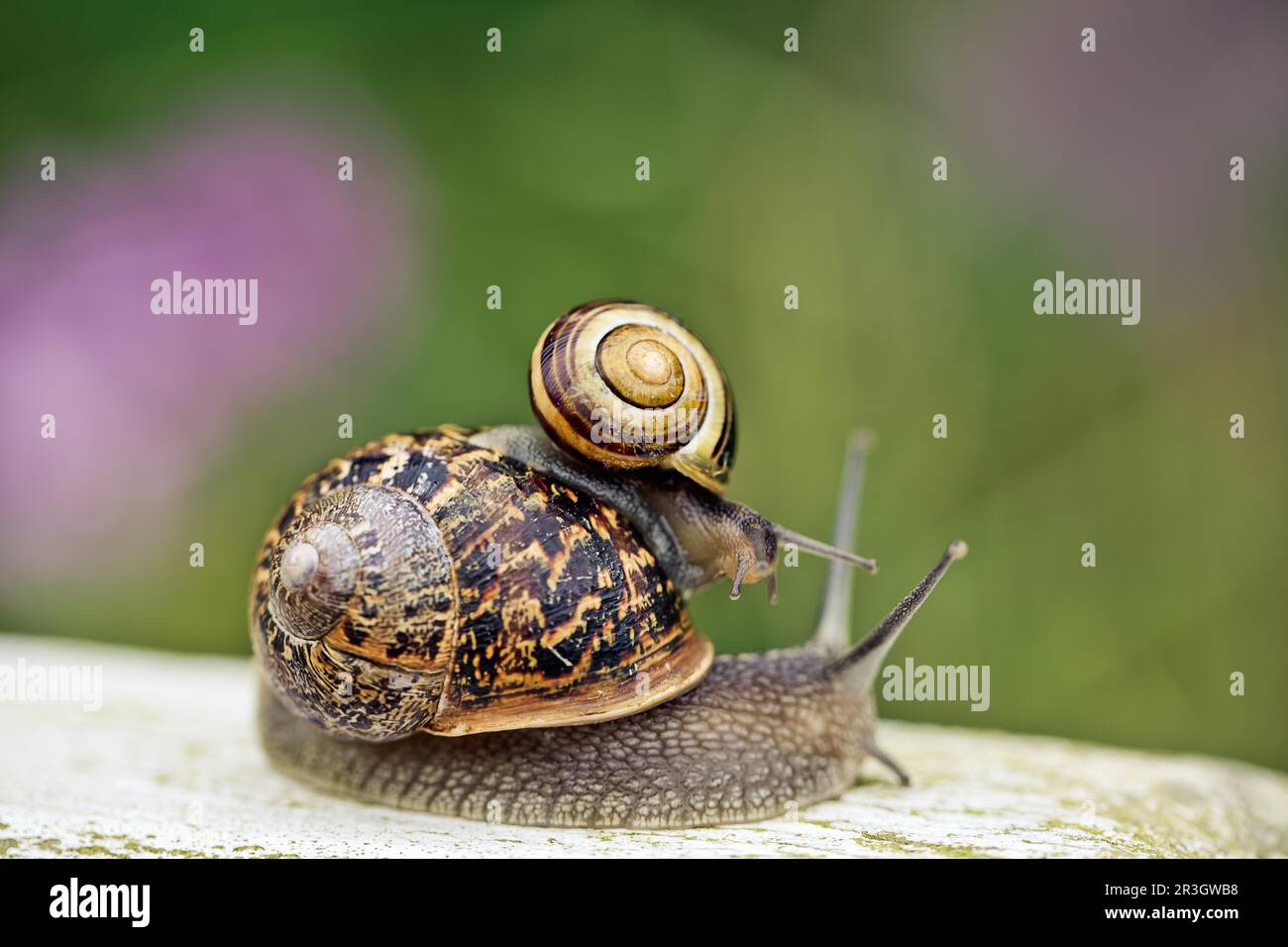 Piccola lumaca strisciante sulla lumaca grande Foto Stock