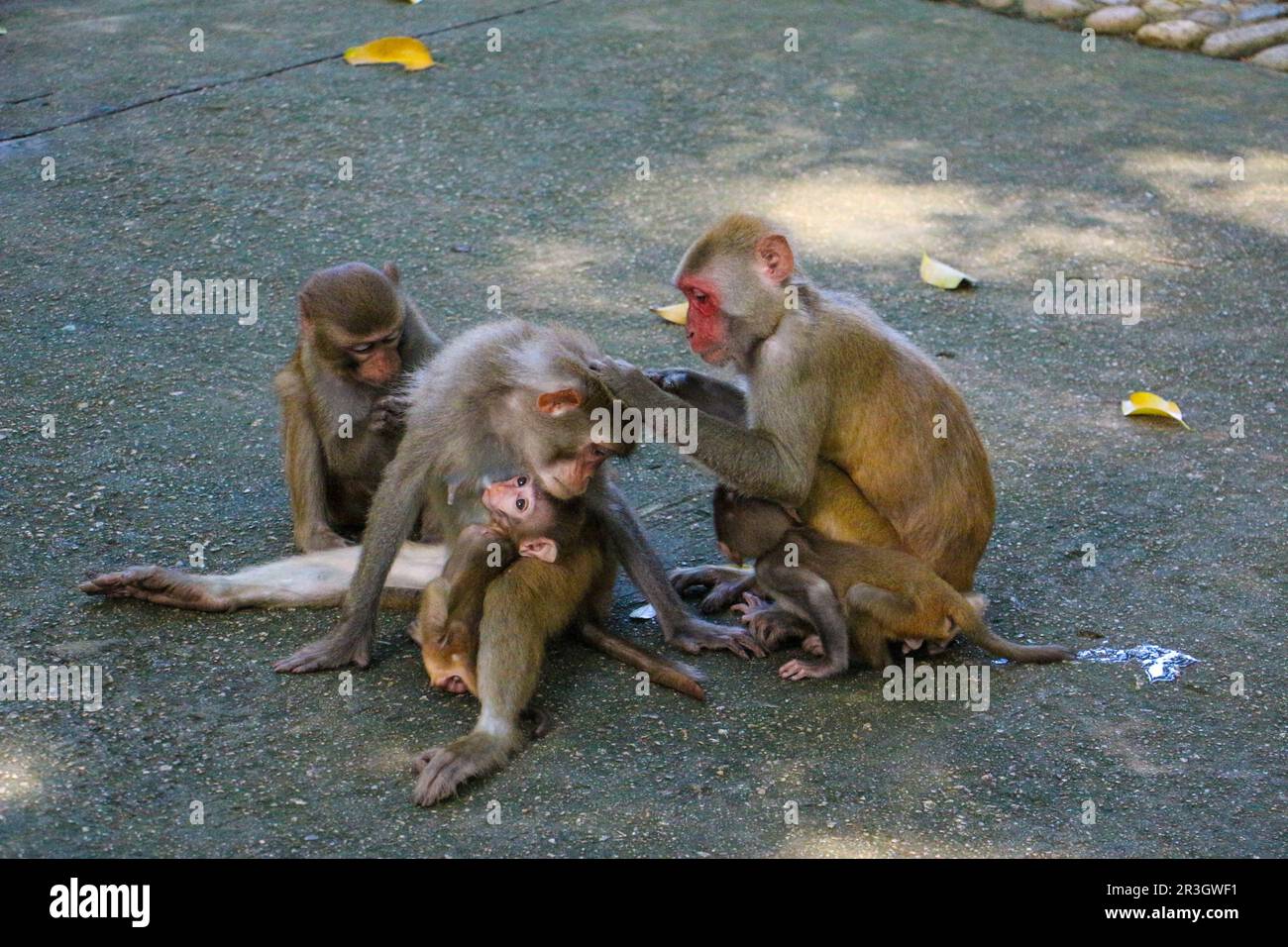 Isola delle scimmie di Hainan Foto Stock