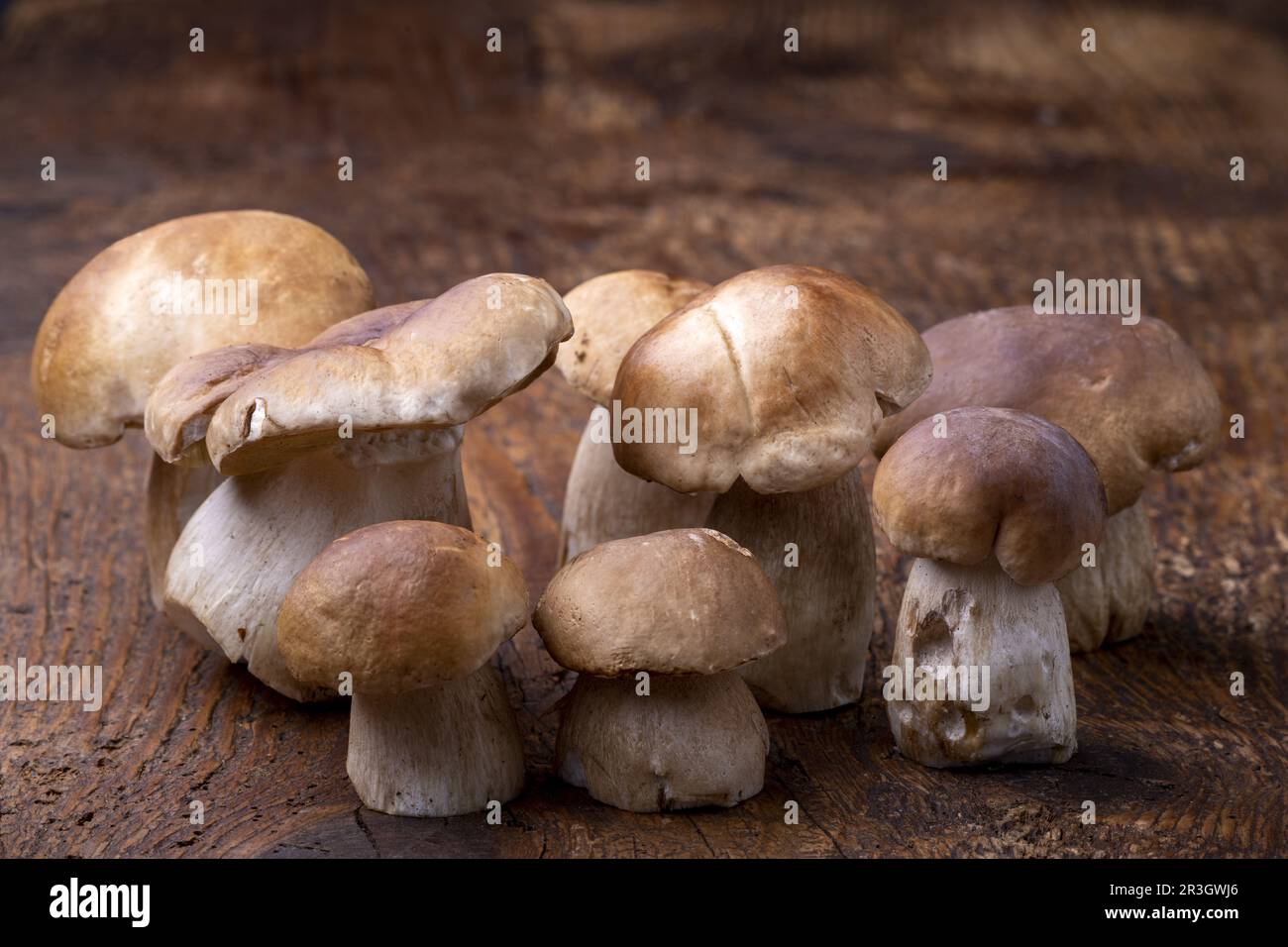 Funghi porcini su legno rustico Foto Stock