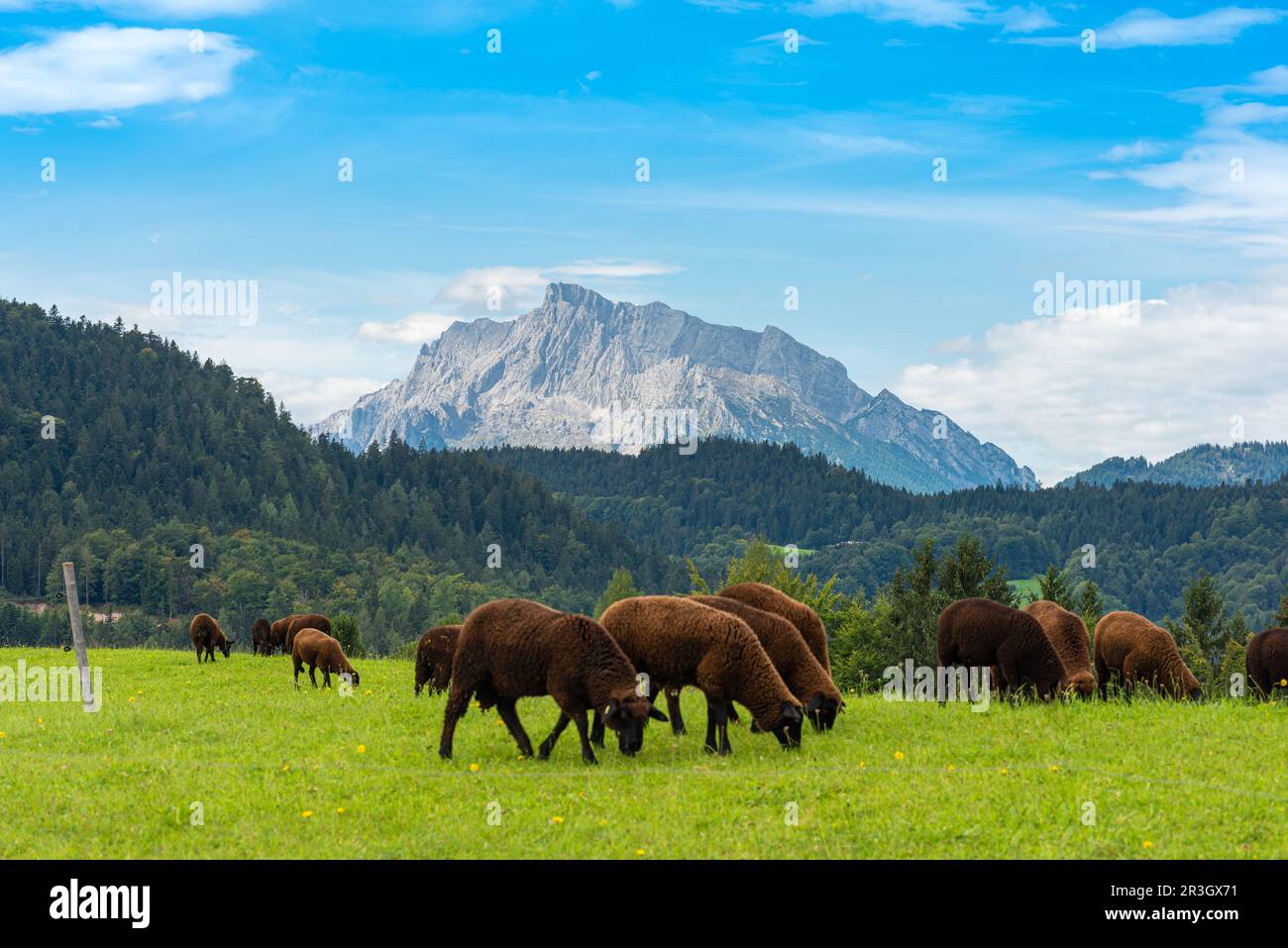 Pascoli di montagna, allevamento di bestiame e boschi nelle Alpi bavaresi intorno a Berchtesgaden Foto Stock
