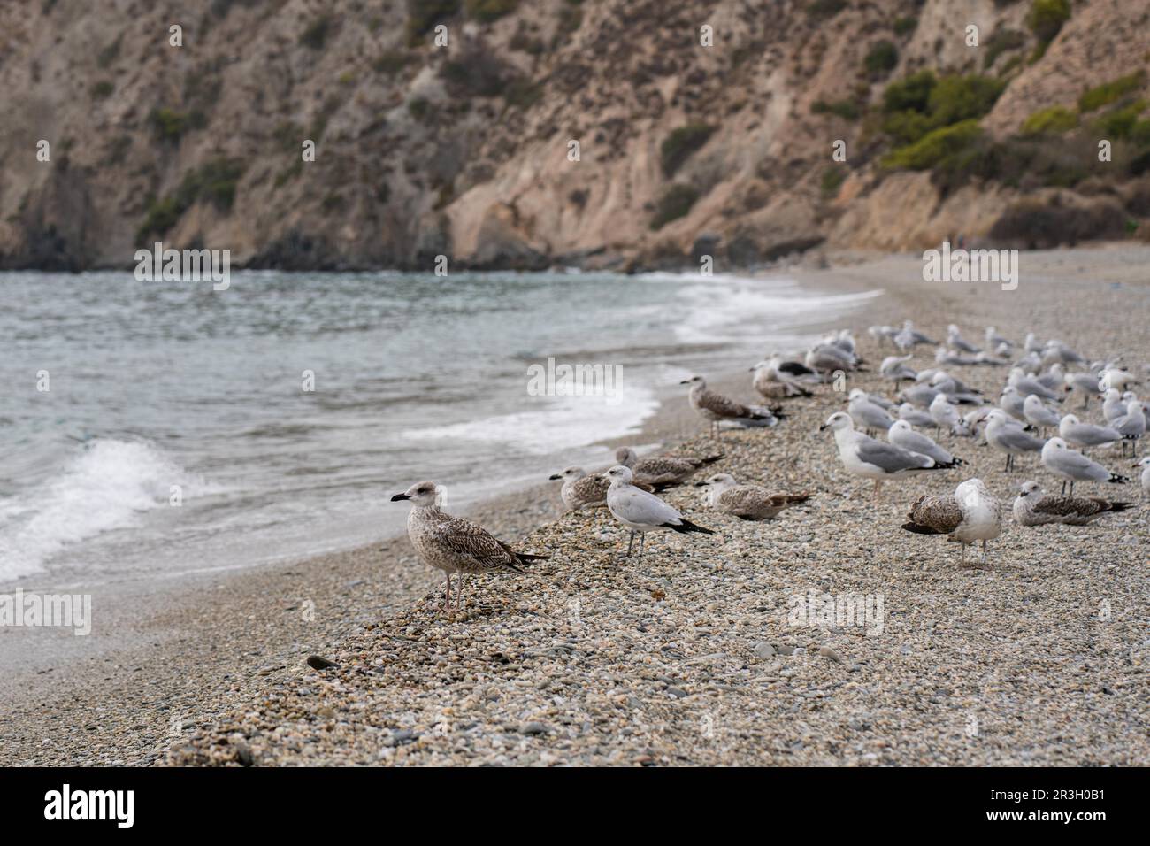 Gabbiani di mare a Cala del Canuelo, scogliere di Maro-Cerro Gordo, Nerja, Spagna Foto Stock