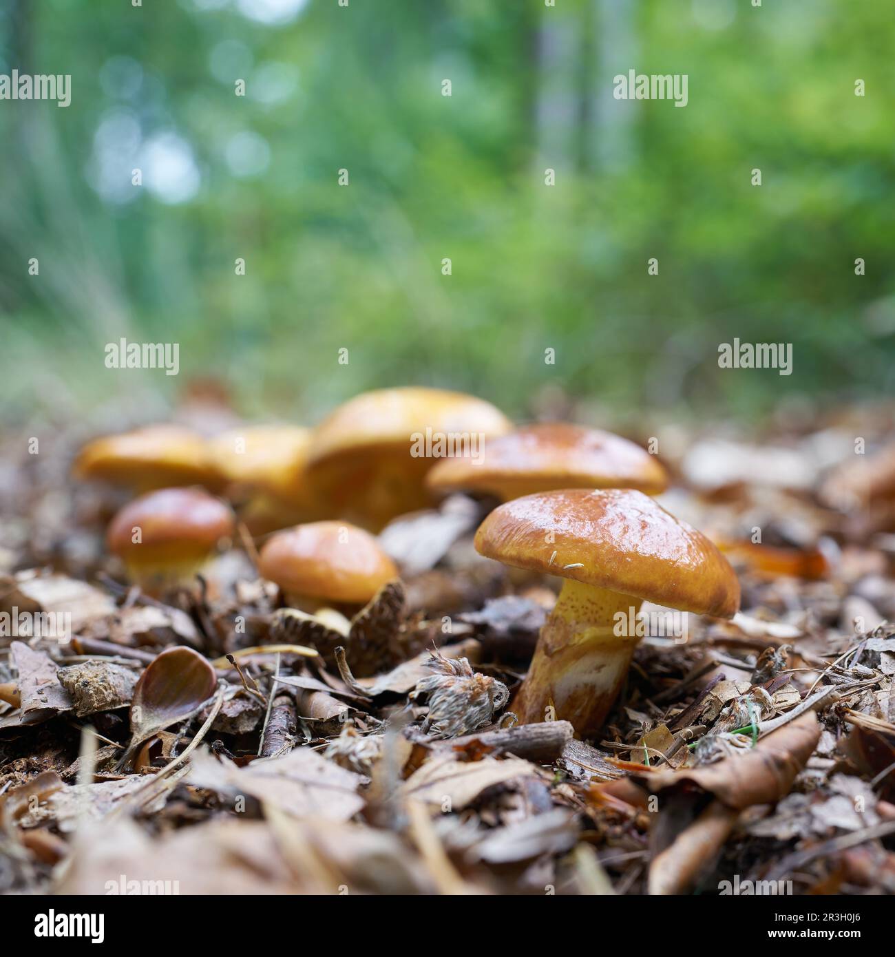 Bolete commestibile di Greville, Suillus grevillei in autunno in una foresta Foto Stock