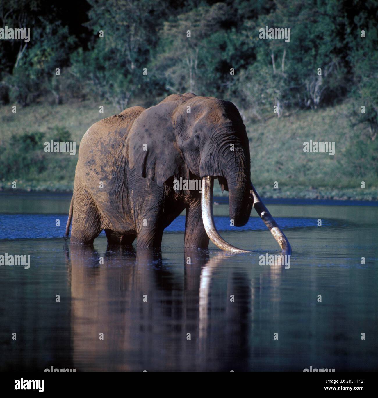 Elefante africano (Loxodonta africana) elefante, elefanti, mammiferi, animali, elefante-africano Grande elefante di Marsabit in piedi in acqua potabile Foto Stock