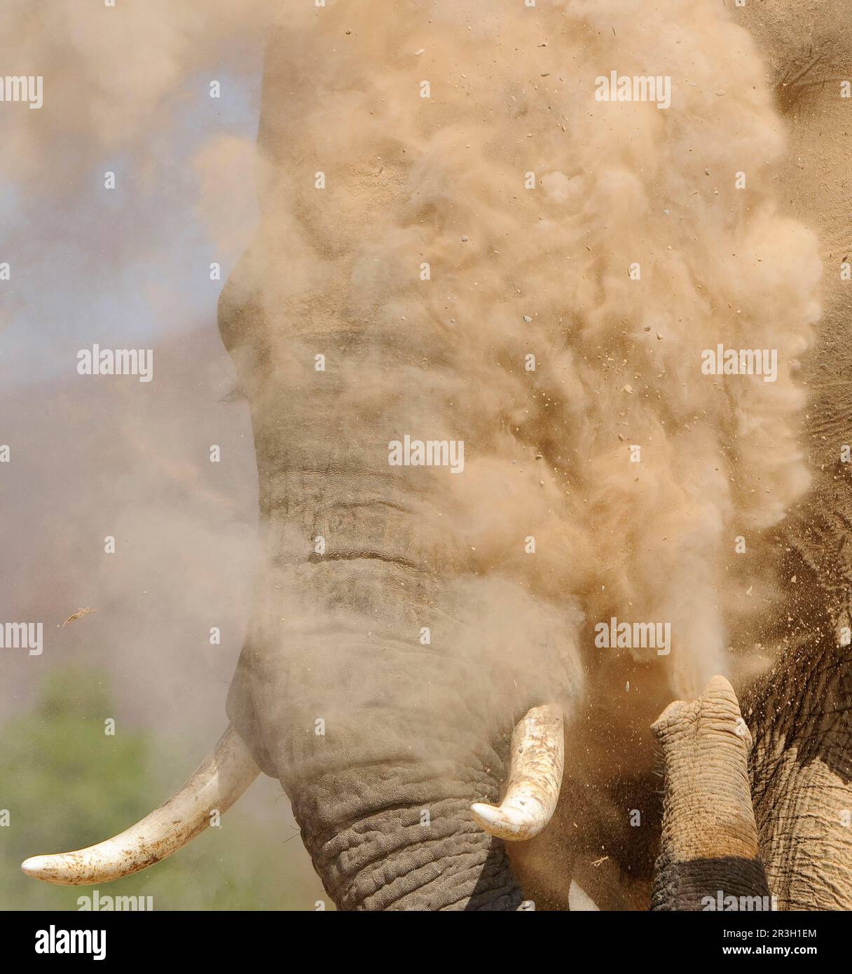 Elefante africano (Loxodonta africana) elefante, elefanti, mammiferi, animali elefante adulto, primo piano della testa, spolverando, gettando sabbia con tronco dentro Foto Stock