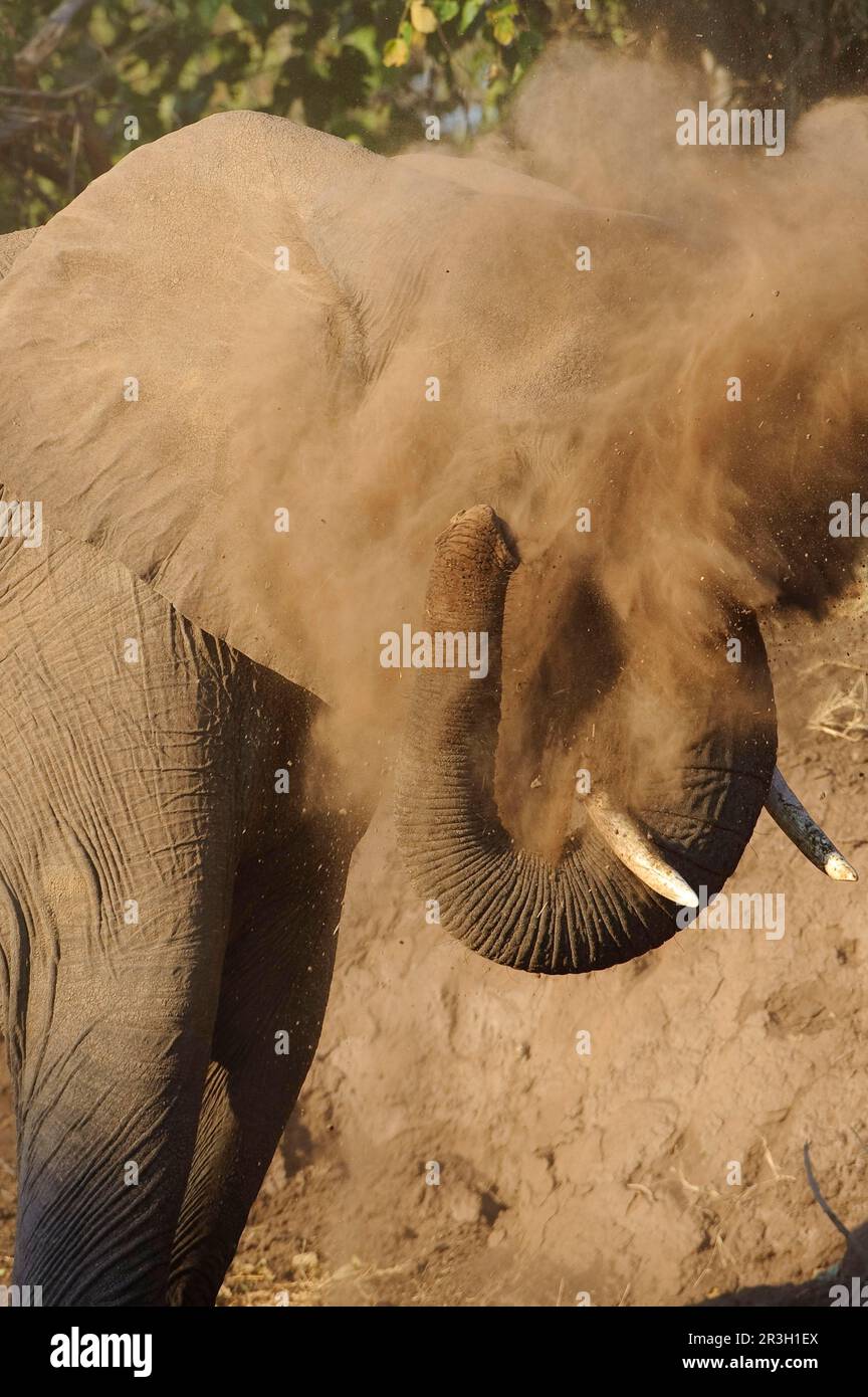 Elefante africano (Loxodonta africana) elefante, giugno, riserva di caccia, bagno di polvere, elefanti, Mammiferi, animali elefante adulto, primo piano della testa, spolverare Foto Stock