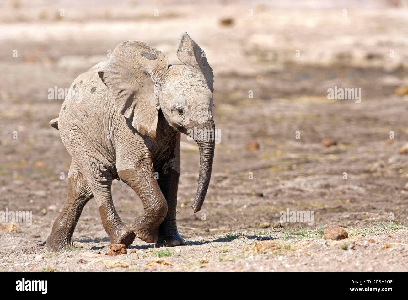 Elefante africano (Loxodonta africana) elefante, elefanti, mammiferi, animali vitello elefante, camminare attraverso il letto secco del fiume, Botswana Foto Stock