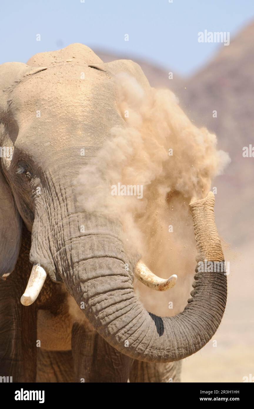 Elefante africano (Loxodonta africana) elefante, elefanti, mammiferi, animali elefante adulto, primo piano della testa, spolverando, gettando sabbia con tronco dentro Foto Stock