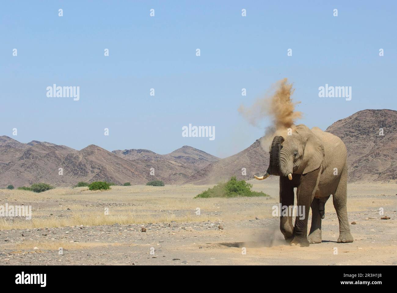 Elefante africano (Loxodonta africana) elefante, elefanti, mammiferi, animali elefante adulto, spolverata, gettare sabbia con tronco, in piedi su arido Foto Stock