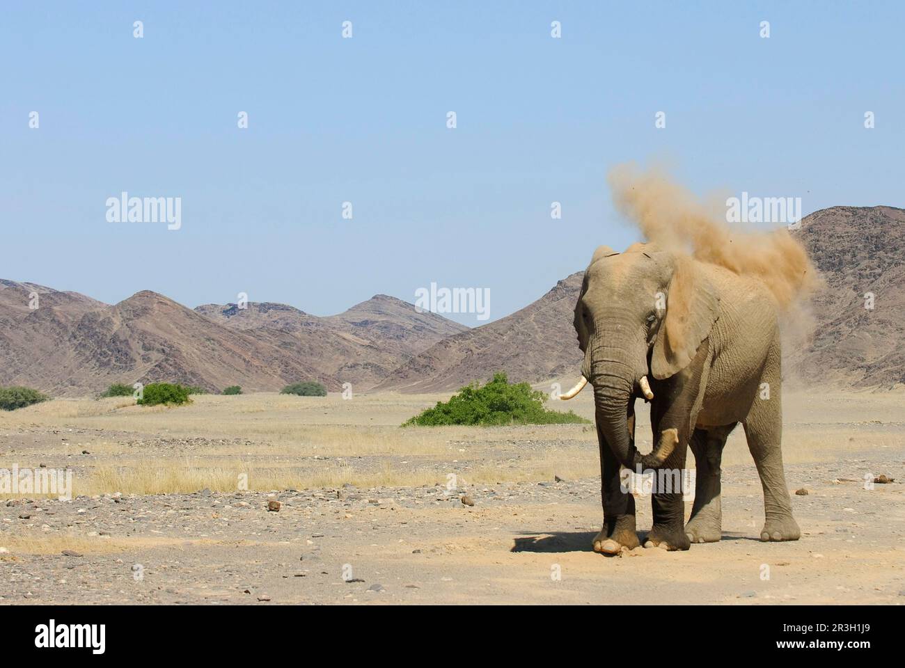 Elefante africano (Loxodonta africana) elefante, elefanti, mammiferi, animali elefante adulto, spolverata, gettare sabbia con tronco, in piedi su arido Foto Stock