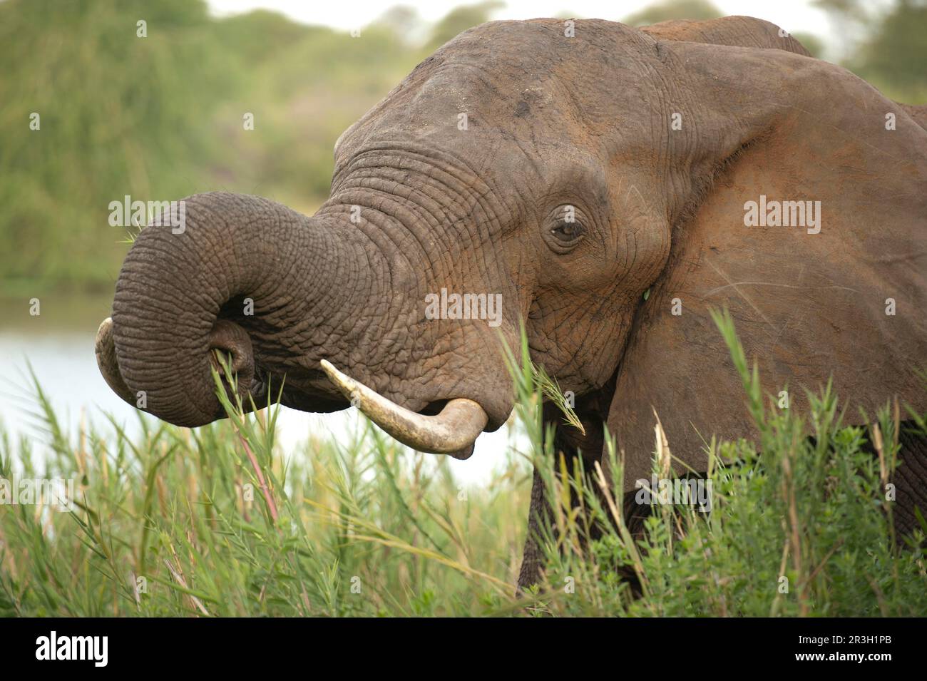 Elefante africano (Loxodonta africana) adulto, primo piano della testa, nutrirsi in erba lunga accanto al fiume, Kruger N. P. Transvaal, Sudafrica Foto Stock