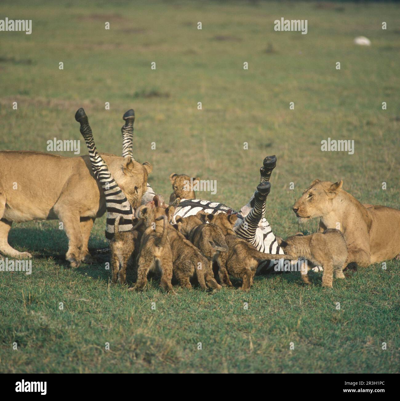 Leone africano Leone di nicchia leoni di nicchia (Panthera leo), leoni, gatti grandi, predatori, mammiferi, Animali, femmine leone e cubani a Zebra uccidere, zebra carcassa Foto Stock